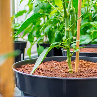 PLANTiT kokosfiber - Gödsel och växtnäring