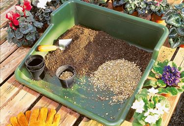 Planteringsbricka - Förkultivering