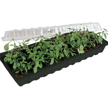 Minigro 30 ruukulla - Esikasvatus
