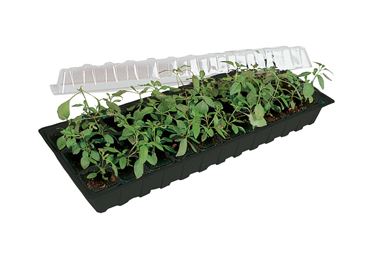 Minigro ilman ruukkuja - Esikasvatus